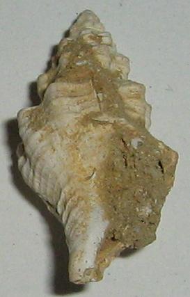 Fasciolaria 1